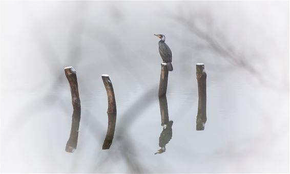 Aalscholver op de uitkijk - Lommel