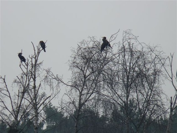 Aalscholvers gespot - Lommel & Pelt