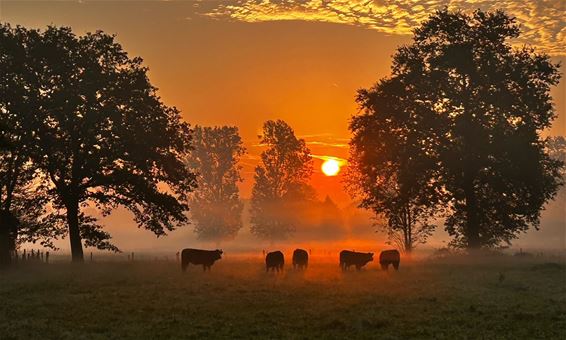 Pelt - Aan de andere kant kleurde de ochtend rood