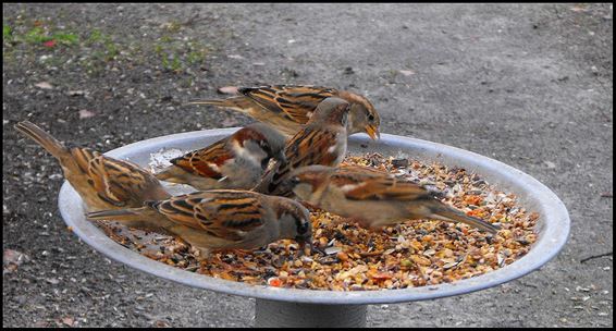 Aan tafel! - Hechtel-Eksel