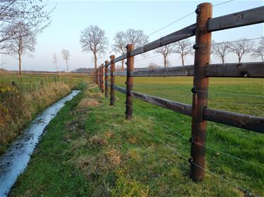 Aandacht voor bescherming pony's en paarden - Peer