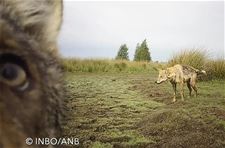 Aangereden wolvenwelpen waren in goede conditie