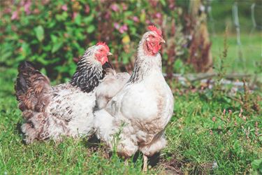 Aanzienlijk dioxines in Beringse kippeneieren - Beringen