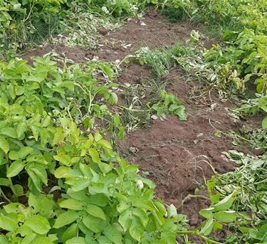 Aardappelen gejat op veld Hoeve Machiels - Beringen