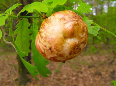 Aardappelgal op eik - Hechtel-Eksel