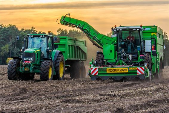 Aardappeloogst aan de gang - Beringen