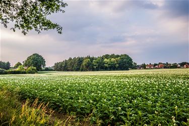 Aardappelveld - Beringen