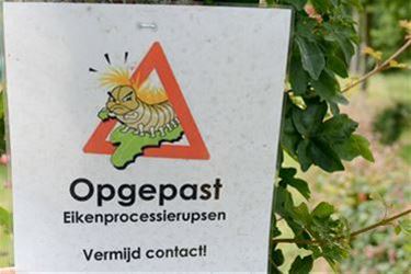 Actieplan tegen eikenprocessierupsen