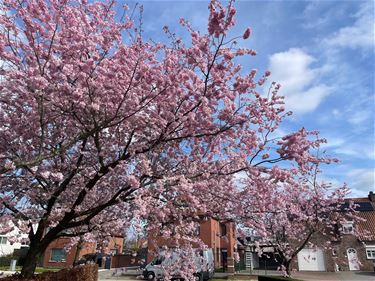 Aftellen naar de lente - Beringen & Leopoldsburg