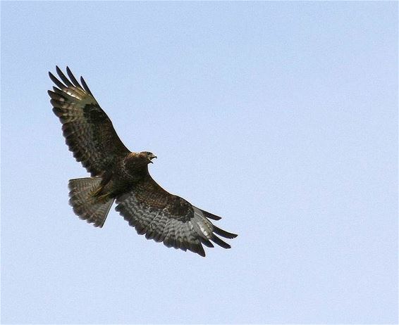 Agressieve buizerd bij het kanaal - Bocholt