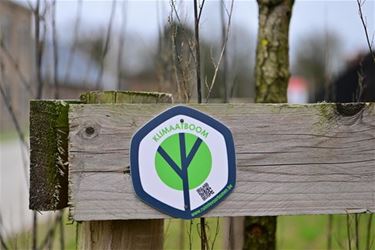 Al 13.000 klimaatbomen - Beringen