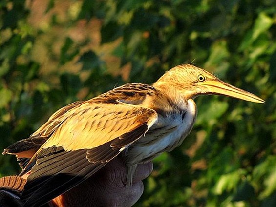 Al 240 vogelsoorten op Maatheide - Lommel