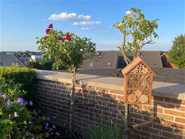 Alle beetjes helpen de bijen - Beringen