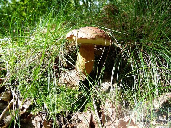 Al eetbare paddestoelen in het bos - Peer