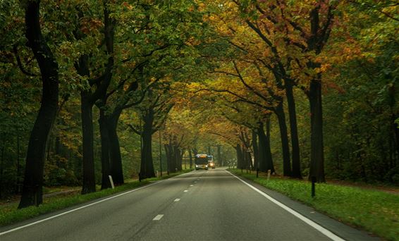 Al volop herfstkleuren - Lommel