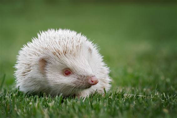 Albino egeltje in Kolonie - Lommel