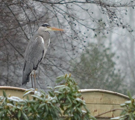 Alleen in de sneeuw - Neerpelt