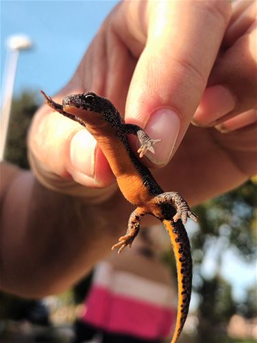 Alpenwatersalamander - Beringen