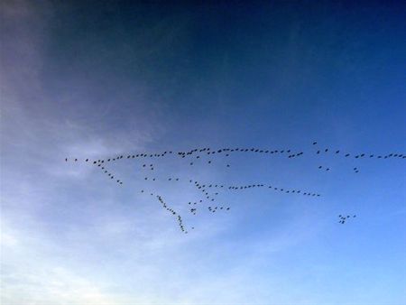 Als de kraanvogels voorbijtrekken... - Hamont-Achel