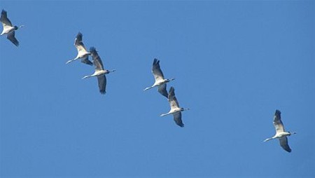 Als de kraanvogels voorbijtrekken... - Overpelt