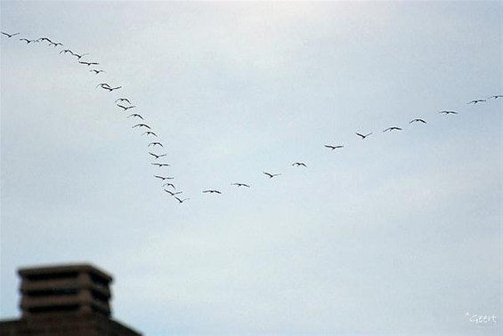 Als de kraanvogels voorbijtrekken... - Hamont-Achel