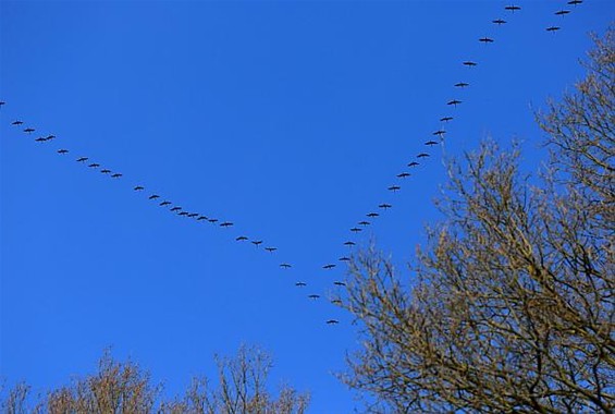 Als de kraanvogels voorbijtrekken... - Peer