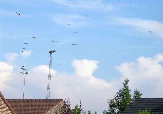 Als de ooievaars voorbijtrekken - Neerpelt