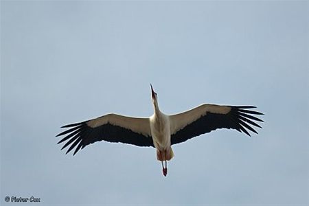 Als de ooievaars voorbijtrekken... - Lommel