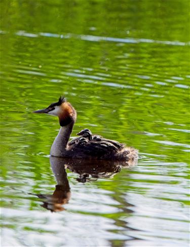 Als een fuut op het water - Beringen