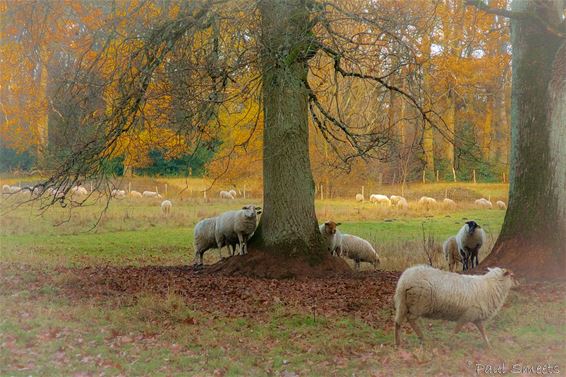 Als een schilderij - Pelt