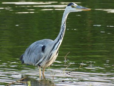 Als een vogel zo vrij - Pelt