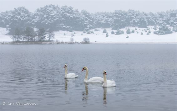 Als er dan eens sneeuw is... - Lommel