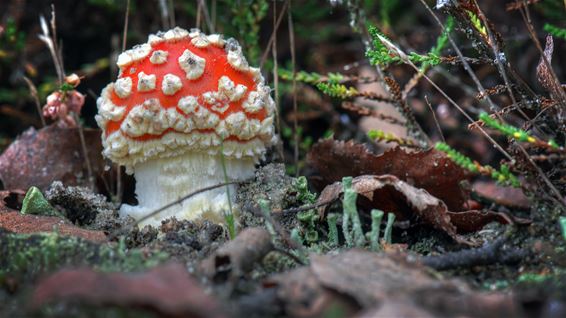Als paddenstoelen uit de grond schieten - Lommel