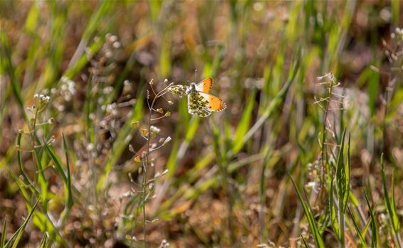 Alweer enig natuurschoon - Lommel