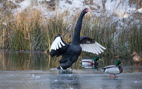 Alweer wat winterse beelden - Lommel