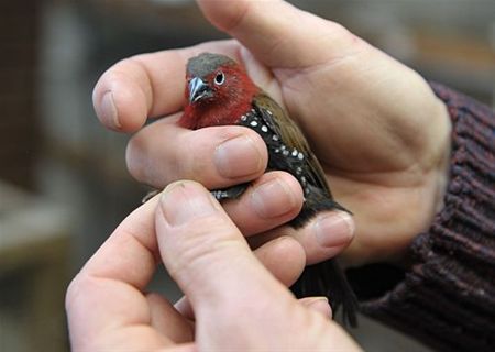 André weer wereldkampioen - Overpelt