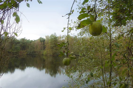 Appels in de Sahara - Lommel