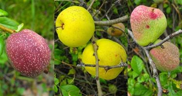 Appels met peren vergelijken - Hechtel-Eksel