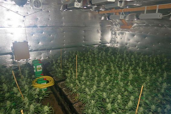 Arrestaties in cannabisplantage - Neerpelt
