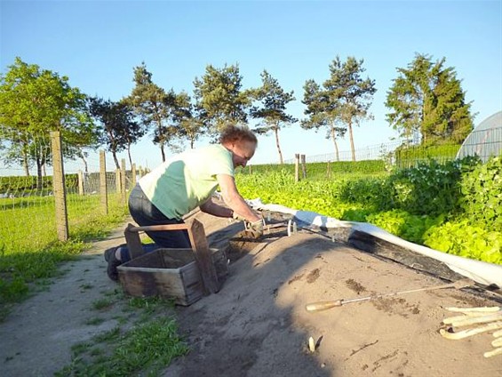 Asperges uit de eigen tuin - Meeuwen-Gruitrode