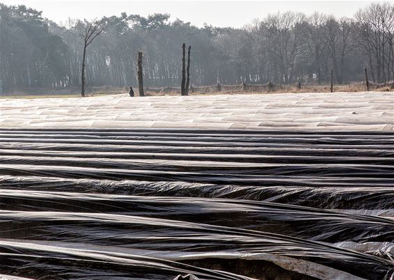 Aspergevelden worden weer klaargemaakt - Lommel