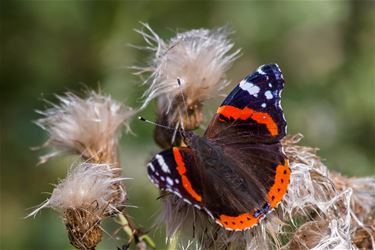 Atalanta meest gespotte vlinder - Beringen