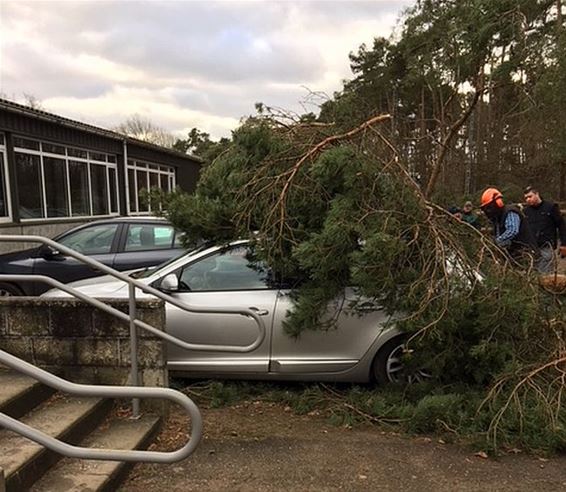 Auto's beschadigd door vallende bomen - Overpelt