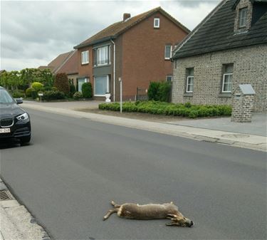 Auto tegen overstekend ree - Neerpelt