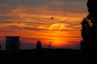 Avondrood Beringen - Beringen