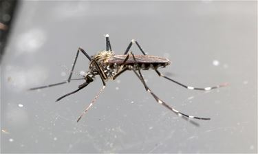 Aziatische bosmug gespot in Limburg - Beringen & Leopoldsburg