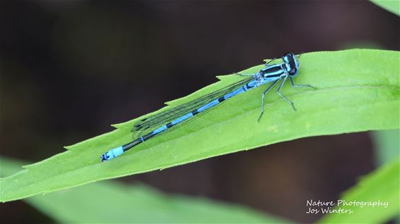 Azuurwaterjuffer in de Netevallei - Hechtel-Eksel