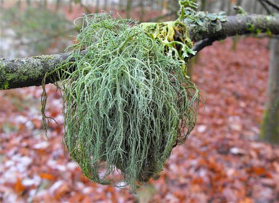 Baardmos terug in Bosland - Hechtel-Eksel