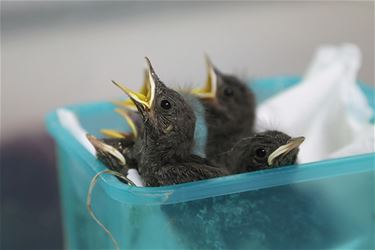 Baby boom in Natuurhulpcentrum - Houthalen-Helchteren & Peer