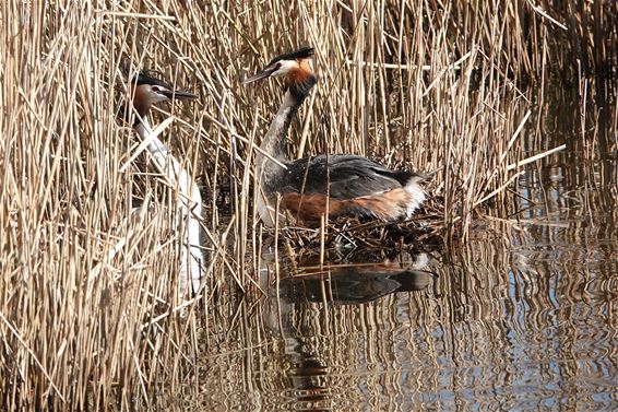 Baltsende futen maken indruk - Bree